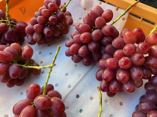 【2026年先行予約】信州伊那産ぶどう３種食べ比べセット（約1.5kg）シャインマスカット　クイーンルージュ(R)　雄宝｜ぶどう ぶどう詰合せ 葡萄 セット ぶどう食べ比べ 2種セット シャインマスカット クイーンルージュ 雄宝 種なし ぶどう高級 フルーツ ギフト フルーツ 旬のフルーツ 伊那市 長野県産 【024-18】