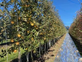 ããã èµ€æèããã ãªãã®ã®ãããã çŽ2.5kg ïœ ããã ææª ãã«ãŒã æç© ãªãã®ã®ãããã èµ€æè ãã ãã äŒé£ ãµãããšçŽçš ä¿¡å· é·éç ã012-72ã