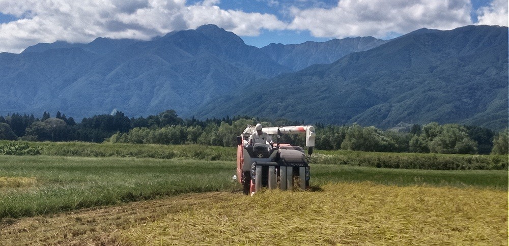 ä¿¡å·äŒé£ç£ã什åïŒå¹ŽåºŠãäŒé£åžç°åç£ç±³ãã³ã·ãã«ãªã10ãã ïœ ç±³ ã³ã·ãã«ãª ç°åç£ ãç±³ äŒé£ äŒé£ç£ é·éç ãµãããšçŽçš ã027-17ã