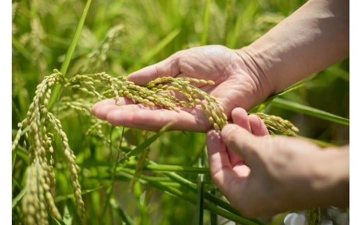 日本酒 井乃頭　純米吟醸　火入れ　R6BY（ 吟醸酒 ）720ml 1本｜長野県産 日本酒 ひとごこち 地酒 地元限定酒 ふるさと納税 晩酌 アルコール 伊那市 ふるさと納税【011-93】