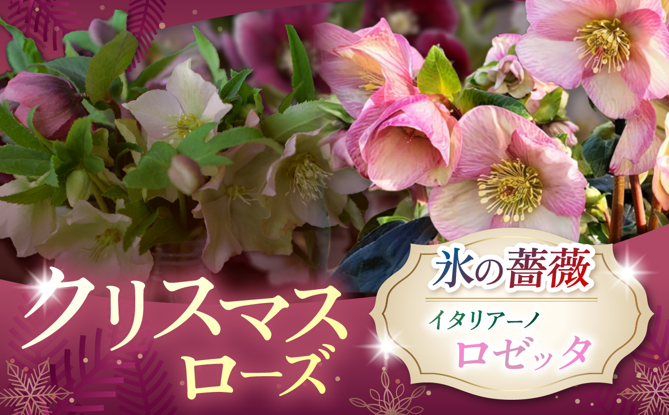 クリスマスローズ・氷の薔薇イタリアーノ　ロゼッタ| 花 クリスマス ローズ 冬 氷 薔薇 赤 季節 冬 ガーデニング ガーデン 庭 贈答 プレゼント ギフト 期間限定 伊那市 ふるさと納税【021-45】
