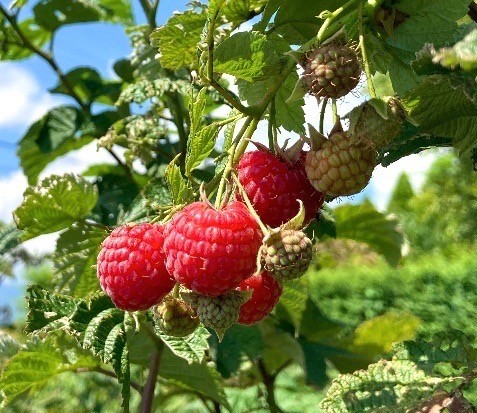 ジャム ベリー 信州 伊那産 完熟 ラズベリー ジャム 200g 3個 セット | フルーツ ジャム ラズベリー 完熟 つみたて 加工品 長野県 伊那市【011-88】