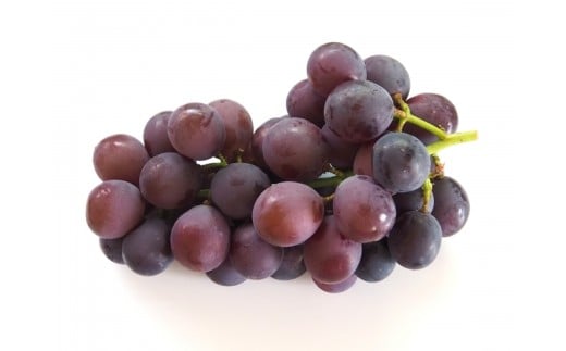 葡萄 伊那市産 ぶどう ピオーネ 約1kg 2026年産 先行予約 | ピオーネ フルーツ 伊那市産 種無 南アルプス 信州 甘い ぶどう 葡萄 甘い 長野県 伊那市 ふるさと納税【011-98】