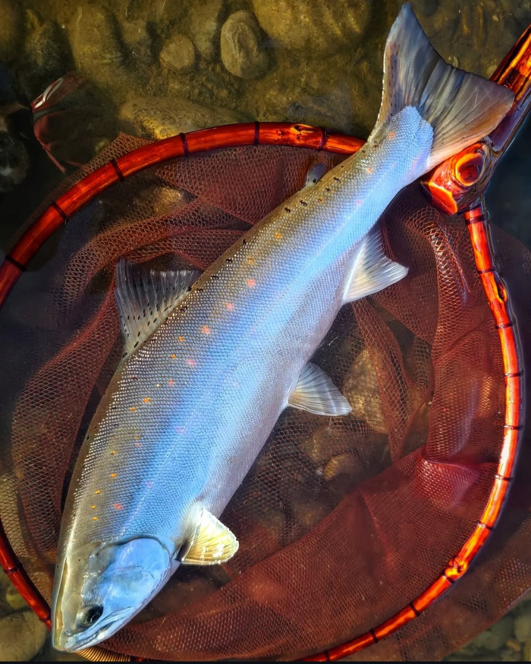 【令和8年】天竜川漁業協同組合　一般魚　年間遊漁券|鑑札 渓流 釣り券 漁業券 入漁券 一般漁 ウグイ イワナ ワカサギ アマゴ ほか アユ FISHPASS アプリ インストール 必要 伊那市 信州 体験 ふるさと納税【037-10】