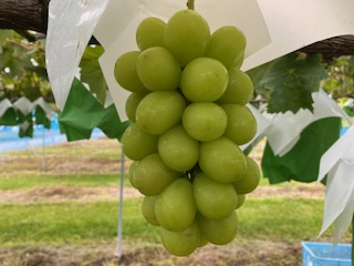 【2026年先行予約】信州伊那産ぶどう３種食べ比べセット（約1.5kg）シャインマスカット　クイーンルージュ(R)　雄宝｜ぶどう ぶどう詰合せ 葡萄 セット ぶどう食べ比べ 2種セット シャインマスカット クイーンルージュ 雄宝 種なし ぶどう高級 フルーツ ギフト フルーツ 旬のフルーツ 伊那市 長野県産 【024-18】