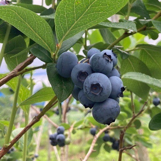 ジャム ベリー 信州 伊那産 ベリージャム 200g 3種 （ ラズベリー ・ ブラックベリー ・ ブルーベリー ）| フルーツ ジャム ラズベリー ブラックベリー ブルーベリー 完熟 つみたて 加工品 長野県 伊那市【011-89】