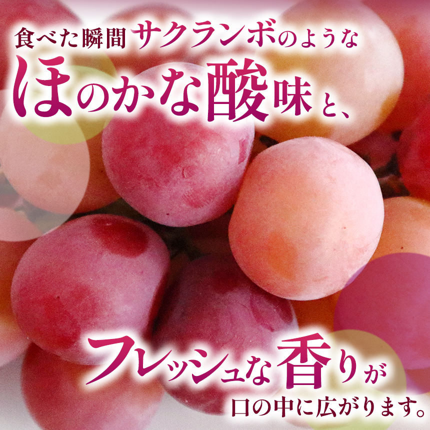 ä¿¡å·äŒé£ç£ã¶ã©ããã¯ã€ãŒã³ã«ãŒãžã¥(R) (1.5kg以äž)ïœã¶ã©ã è¡è ã¯ã€ãŒã³ã«ãŒãžã¥ çš®ãªã ã¶ã©ãé«çŽ ãã«ãŒã ã®ãã ãã«ãŒã æ¬ã®ãã«ãŒã äŒé£åž é·éçç£ ã020-49ã