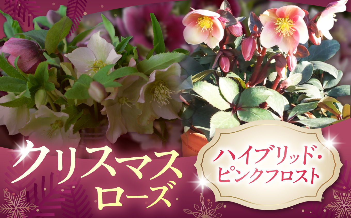 クリスマスローズ・ハイブリッド・ピンクフロスト | 花 クリスマス ローズ 冬 氷 薔薇 赤 季節 冬 ガーデニング ガーデン 庭 贈答 プレゼント ギフト 期間限定 伊那市 ふるさと納税【021-47】