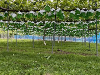 ä¿¡å·äŒé£ç£ã¶ã©ããã·ã£ã€ã³ãã¹ã«ããïŒ1.5kgïŒïœã¶ã©ã è¡è ã·ã£ã€ã³ãã¹ã«ãã çš®ãªã ã¶ã©ããã«ãŒã ã®ãã ãã«ãŒã æ¬ã®ãã«ãŒã äŒé£åž é·éçç£ ã015-42ã