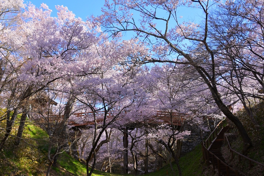 æ¡ ãã±ãã é«é ååå
¬å æ¡ãŸã€ãå
¥ååž 1æ ïœ èŠ³å
ãã±ãã é«é åå å
¬å æ¡ ãŸã€ã ããã ç¥ã å
¥ååž äŒé£åž é·éç ä¿¡å· åž°ç æ¥ã002-01ã