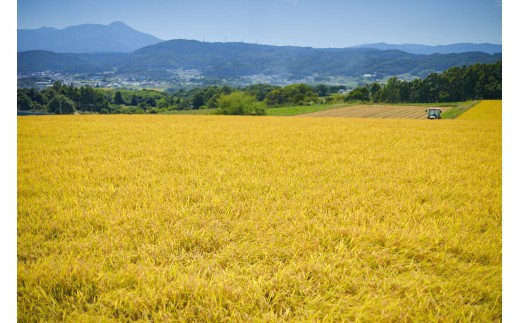 日本酒 井乃頭　純米吟醸　火入れ　R6BY（ 吟醸酒 ）720ml 1本｜長野県産 日本酒 ひとごこち 地酒 地元限定酒 ふるさと納税 晩酌 アルコール 伊那市 ふるさと納税【011-93】