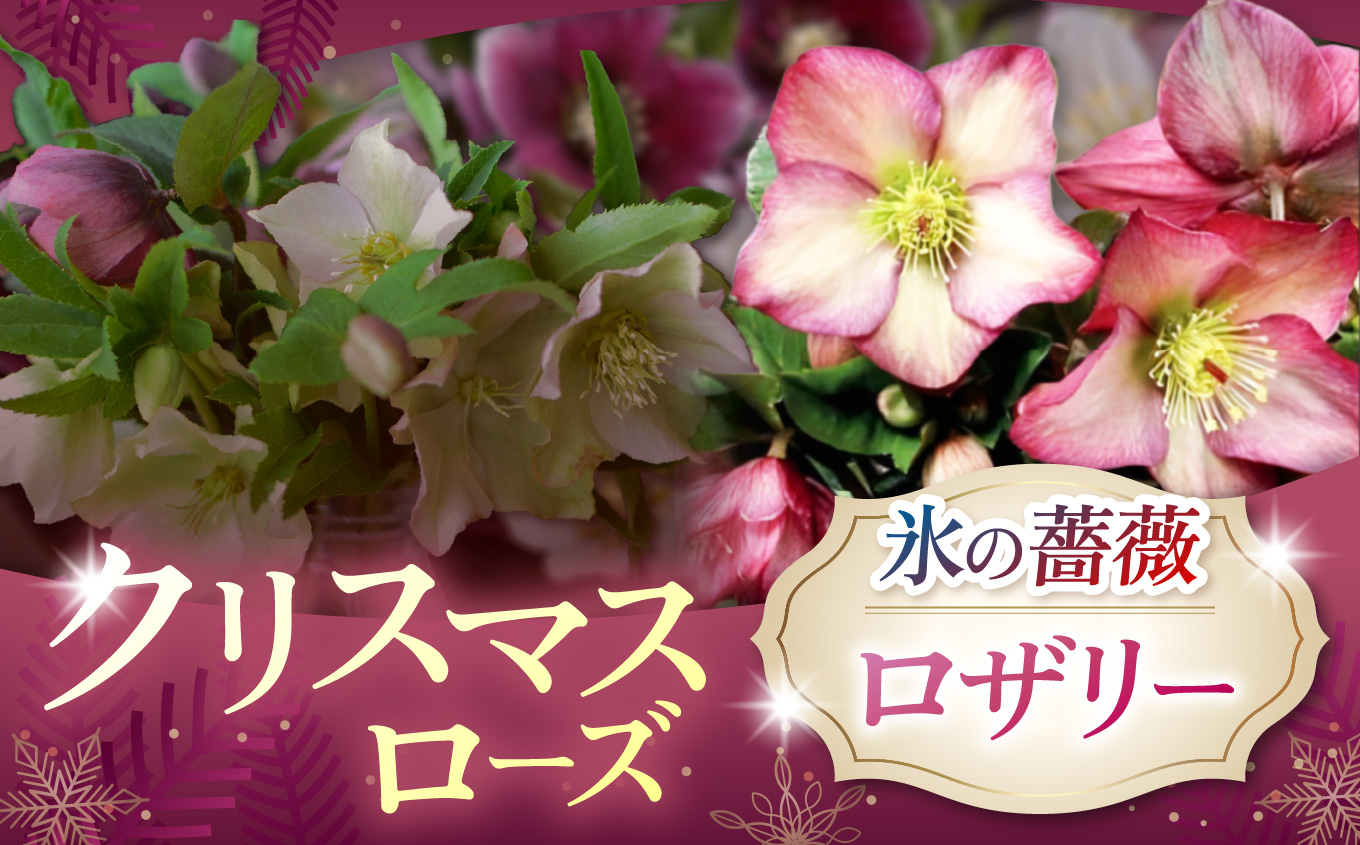 クリスマスローズ ・ 氷の薔薇ロザリー | 花 クリスマス ローズ 冬 氷 薔薇 赤 季節 冬 ガーデニング ガーデン 庭 贈答 プレゼント ギフト 期間限定 伊那市 ふるさと納税[021-42]