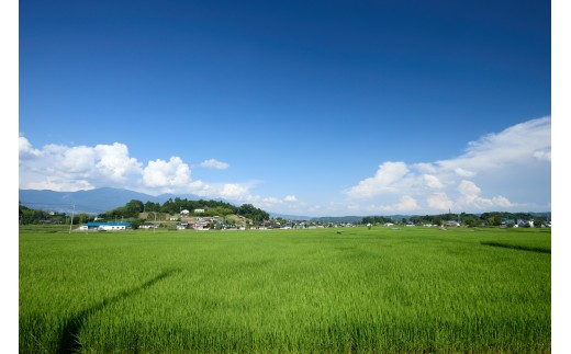 日本酒 井乃頭　純米吟醸　火入れ　R6BY（ 吟醸酒 ）720ml 1本｜長野県産 日本酒 ひとごこち 地酒 地元限定酒 ふるさと納税 晩酌 アルコール 伊那市 ふるさと納税【011-93】
