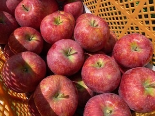 りんご シナノリップ 信州産の夏りんご 美味しさNO.1 さわやかな酸味 シナノリップ 約4kg | 果物 フルーツ 林檎 りんご シナノリップ 長野県 オリジナル 品種 伊那市 【012-64】