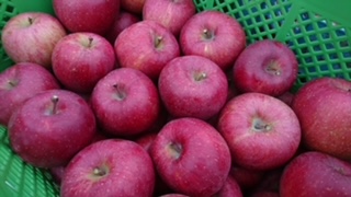 ããã å®ç ãµã³ãµã çŽ4.5kg ïŒãããã»ãªã³ãŽã»ææªïŒ çœé³¥ãã«ãŒã蟲å ïœ ããã ææª å®ç æç© ãã«ãŒã äŒé£åž é·éç ä¿¡å· çã ãµã³ãµãã011-08ã