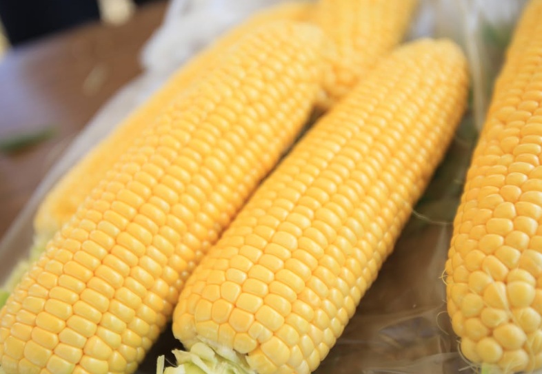 とうもろこし 伊那市産 スイートコーン 約5kg 2Lサイズ 12本入り サニーショコラ 【013-50】