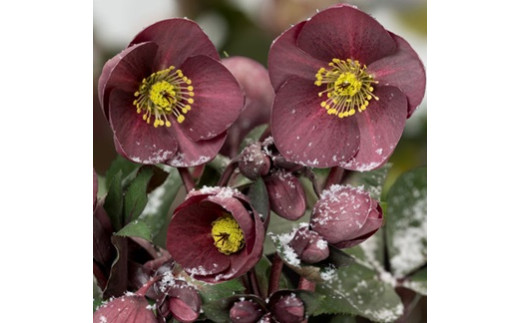 ã¯ãªã¹ãã¹ããŒãºã»æ°·ã®èèãã€ãã³ã²ãŒã« | è± ã¯ãªã¹ãã¹ ããŒãº å¬ æ°· èè èµ€ å£ç¯ å¬ ã¬ãŒããã³ã° ã¬ãŒãã³ åº èŽç ãã¬ãŒã³ã ã®ãã æééå® äŒé£åž ãµãããšçŽçšã021-44ã