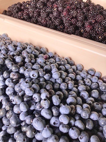 ジャム ベリー 信州 伊那産 ベリージャム 200g 3種 （ ラズベリー ・ ブラックベリー ・ ブルーベリー ）| フルーツ ジャム ラズベリー ブラックベリー ブルーベリー 完熟 つみたて 加工品 長野県 伊那市【011-89】