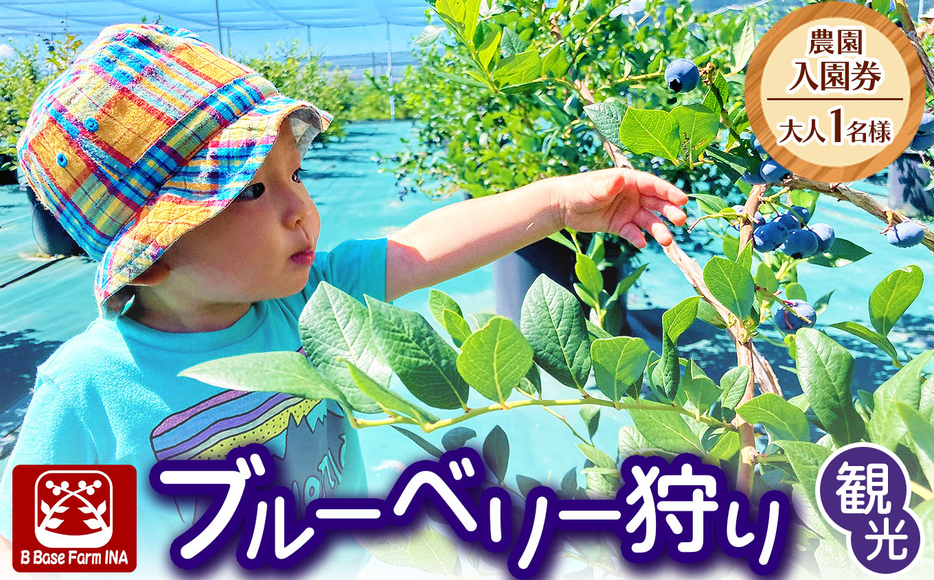 ブルーベリー狩り観光農園入園券(大人1名様)| ブルーベリー狩り ブルーベリー 体験 食べ放題 観光 入園券 大粒 長野県 伊那市[007-93]