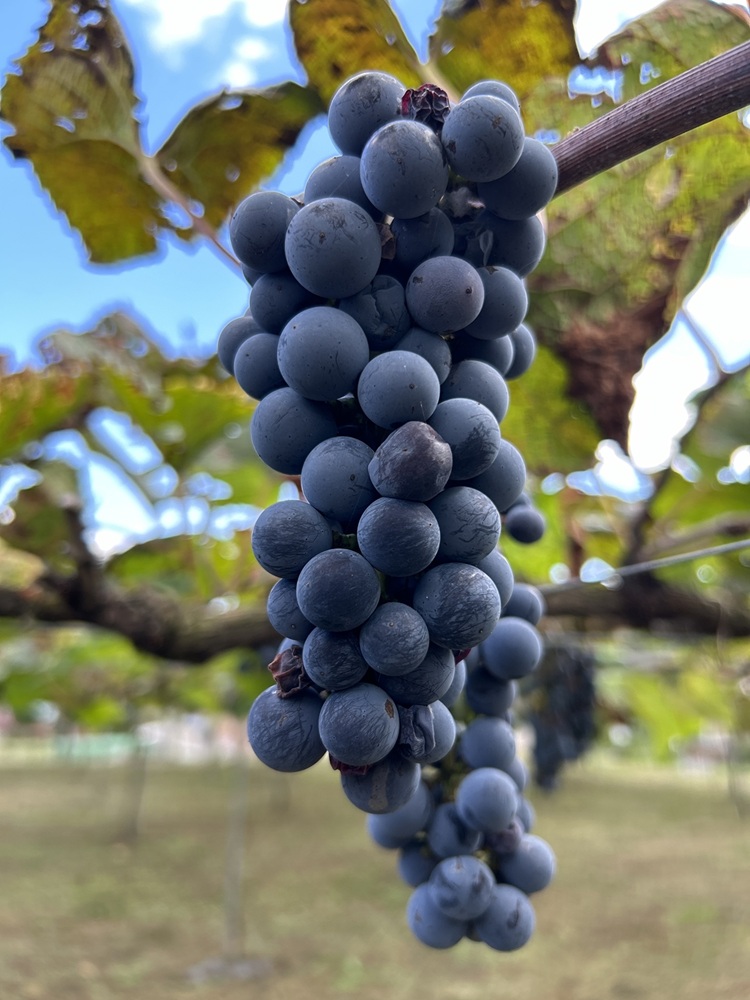 ワイン 日本ワイン やまぶどうワイン 「山紫」 720ml 1本 | ワイン wine 山ぶどう 山葡萄 ぶどう 信州大学 信大W-3 ポリフェノール 伊那ブランド ふるさと納税 返礼品 信州産 長野県 伊那市 【012-70】