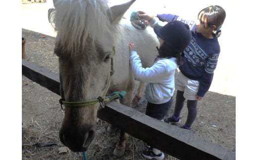 里山で乗馬体験（馬のブラシがけと乗馬でむらをお散歩）1人から5人まで可能【055-12】｜馬 乗馬 乗馬体験 体験 散歩 うま 動物 里山 長野県 伊那市 信州 