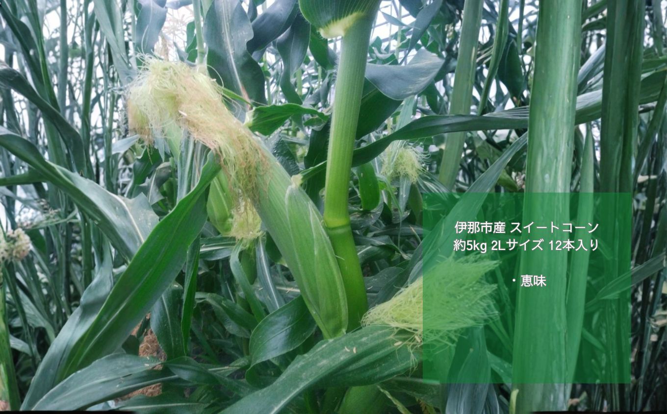 とうもろこし 伊那市産 スイートコーン 約5kg 2Lサイズ 12本入り 恵味 【013-52】