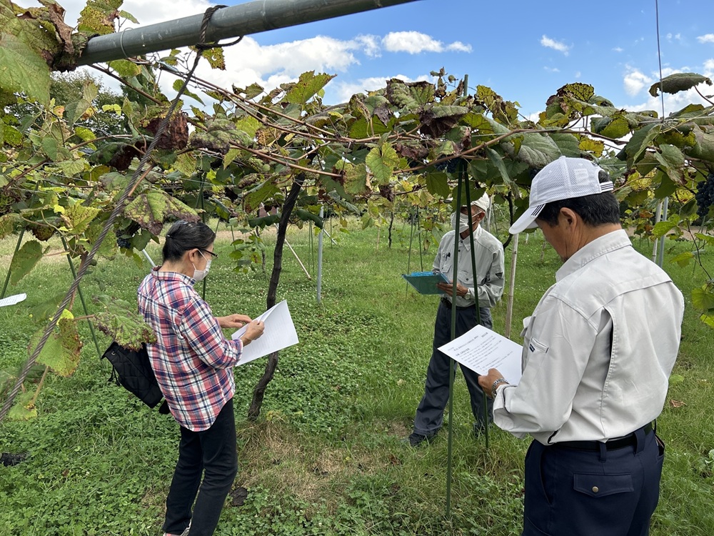 ã¯ã€ã³ æ¥æ¬ã¯ã€ã³ ããŸã¶ã©ãã¯ã€ã³ã山玫ããã¬ãã¢ã 720ml 1æ¬ | ã¯ã€ã³ wine å±±ã¶ã©ã å±±è¡è ã¶ã©ã ä¿¡å·å€§åŠ ä¿¡å€§W-3 ããªãã§ããŒã« äŒé£ãã©ã³ã ãµãããšçŽçš è¿ç€Œå ä¿¡å·ç£ é·éç äŒé£åž ã017-25ã