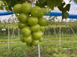 【2026年先行予約】信州伊那産ぶどう３種食べ比べセット（約1.5kg）シャインマスカット　クイーンルージュ(R)　雄宝｜ぶどう ぶどう詰合せ 葡萄 セット ぶどう食べ比べ 2種セット シャインマスカット クイーンルージュ 雄宝 種なし ぶどう高級 フルーツ ギフト フルーツ 旬のフルーツ 伊那市 長野県産 【024-18】