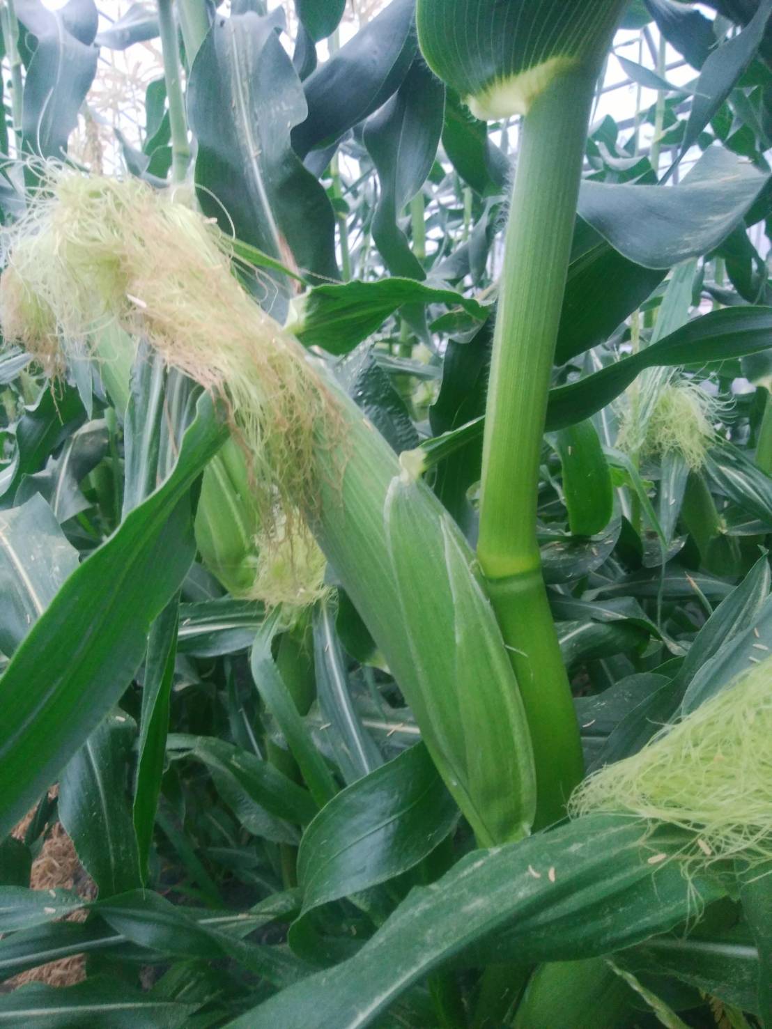 とうもろこし 伊那市産 スイートコーン 約5kg 2Lサイズ 12本入り おひさまコーン 【013-51】