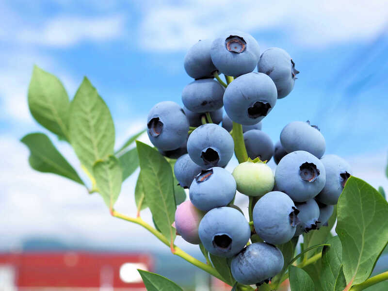 ブルーベリー 食べ比べ 品種 お任せ 100g×8パック B Base Farm伊那 | ブルーベリー フルーツ 国産ブルーベリー 果物 完熟 大粒 甘い 新鮮 食べ比べ 品種豊富 長野県産 長野県 信州 伊那市 【014-57】