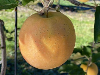 ããã èµ€æèããã ãªãã®ã®ãããã çŽ2.5kg ïœ ããã ææª ãã«ãŒã æç© ãªãã®ã®ãããã èµ€æè ãã ãã äŒé£ ãµãããšçŽçš ä¿¡å· é·éç ã012-72ã