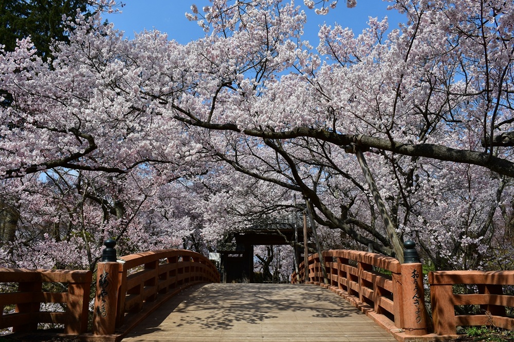 æ¡ ãã±ãã é«é ååå
¬å æ¡ãŸã€ãå
¥ååž 1æ ïœ èŠ³å
ãã±ãã é«é åå å
¬å æ¡ ãŸã€ã ããã ç¥ã å
¥ååž äŒé£åž é·éç ä¿¡å· åž°ç æ¥ã002-01ã