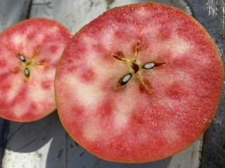 ããã èµ€æèããã ãªãã®ã®ãããã çŽ2.5kg ïœ ããã ææª ãã«ãŒã æç© ãªãã®ã®ãããã èµ€æè ãã ãã äŒé£ ãµãããšçŽçš ä¿¡å· é·éç ã012-72ã