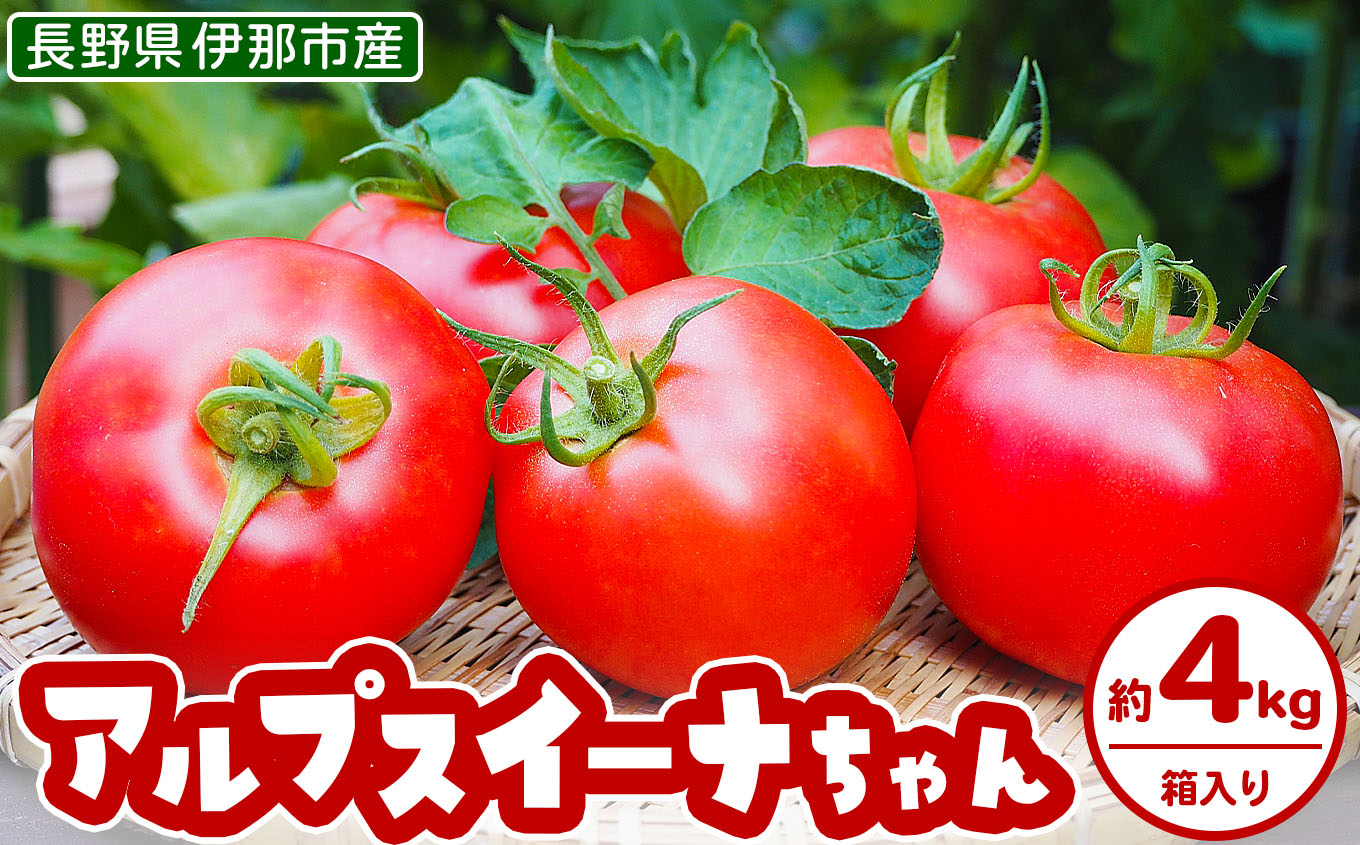 アルプスイーナちゃん トマト（4キロ箱入り）｜伊那市 収穫 美味しい トマト 甘さ 酸味 バランス 濃厚 味 おいしい 空気 ふるさと納税【010-07】