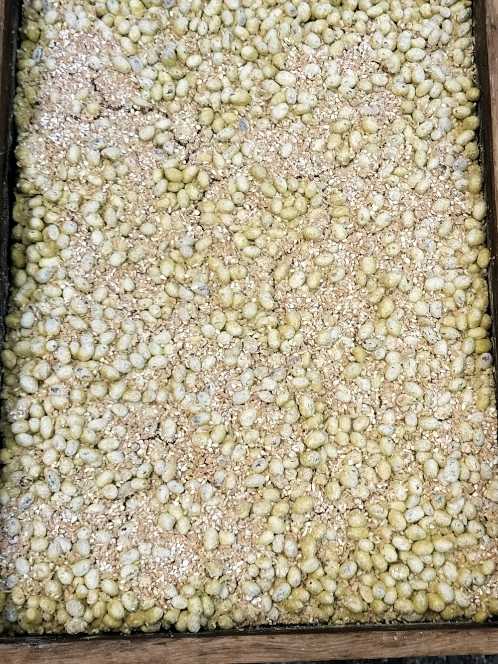 長野県産丸大豆使用 天然熟成もろみをしぼった醤油 こいくち1L×2本｜醤油 しょうゆ 調味料 信州 伊那産 こいくち うすくち 詰合せ 大豆 天然熟成 国産 長野県産 信州産 コク【010-d2】