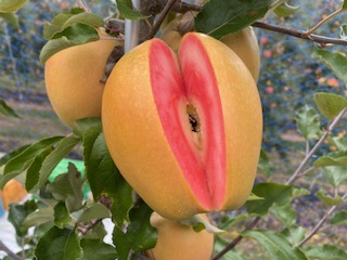 ããã èµ€æèããã ãªãã®ã®ãããã çŽ2.5kg ïœ ããã ææª ãã«ãŒã æç© ãªãã®ã®ãããã èµ€æè ãã ãã äŒé£ ãµãããšçŽçš ä¿¡å· é·éç ã012-72ã