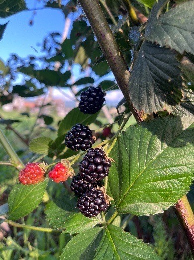 ジャム ベリー 信州 伊那産 ベリージャム 200g 3種 （ ラズベリー ・ ブラックベリー ・ ブルーベリー ）| フルーツ ジャム ラズベリー ブラックベリー ブルーベリー 完熟 つみたて 加工品 長野県 伊那市【011-89】