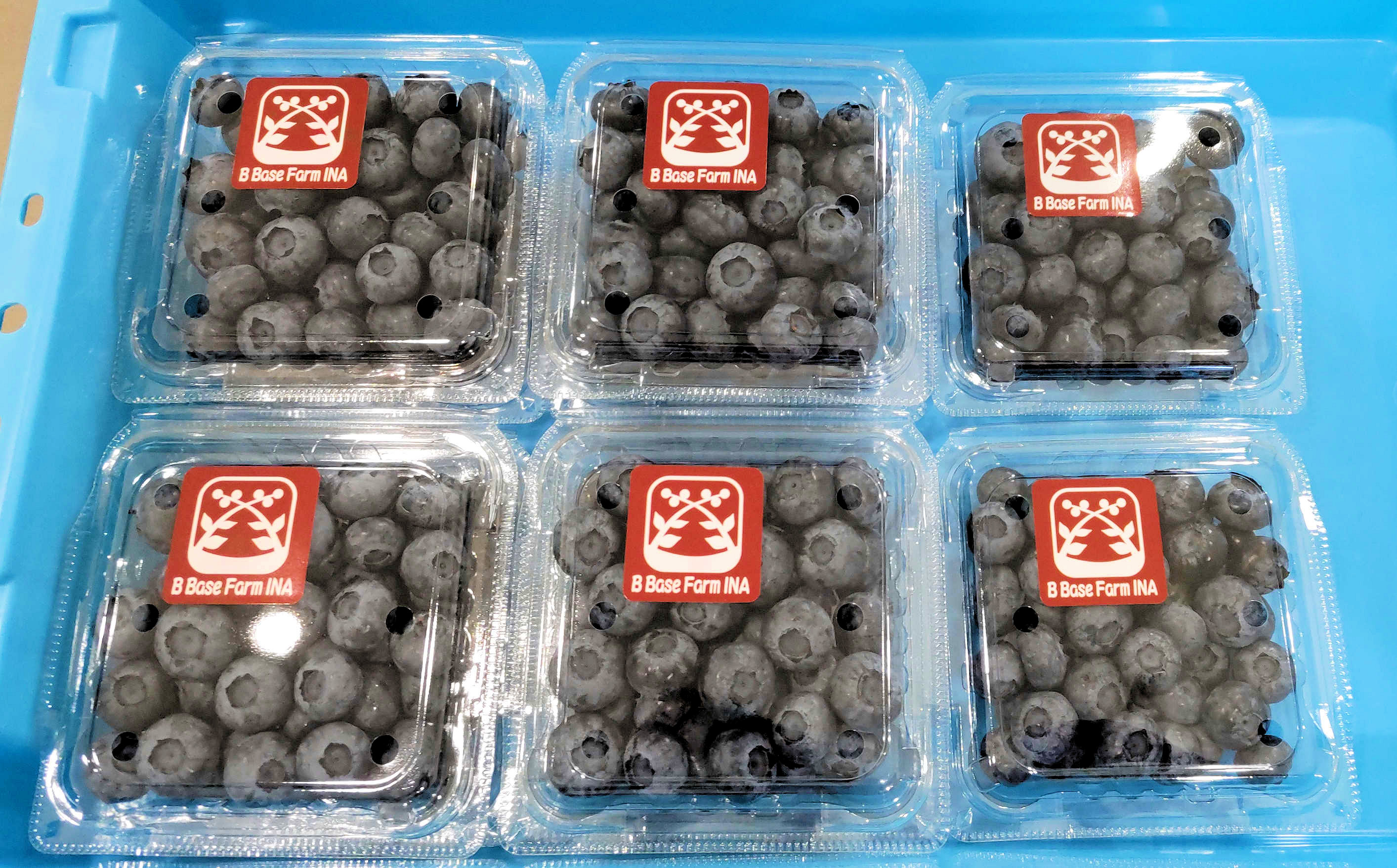ブルーベリー 食べ比べ 品種 お任せ 100g×8パック B Base Farm伊那 | ブルーベリー フルーツ 国産ブルーベリー 果物 完熟 大粒 甘い 新鮮 食べ比べ 品種豊富 長野県産 長野県 信州 伊那市 【014-57】