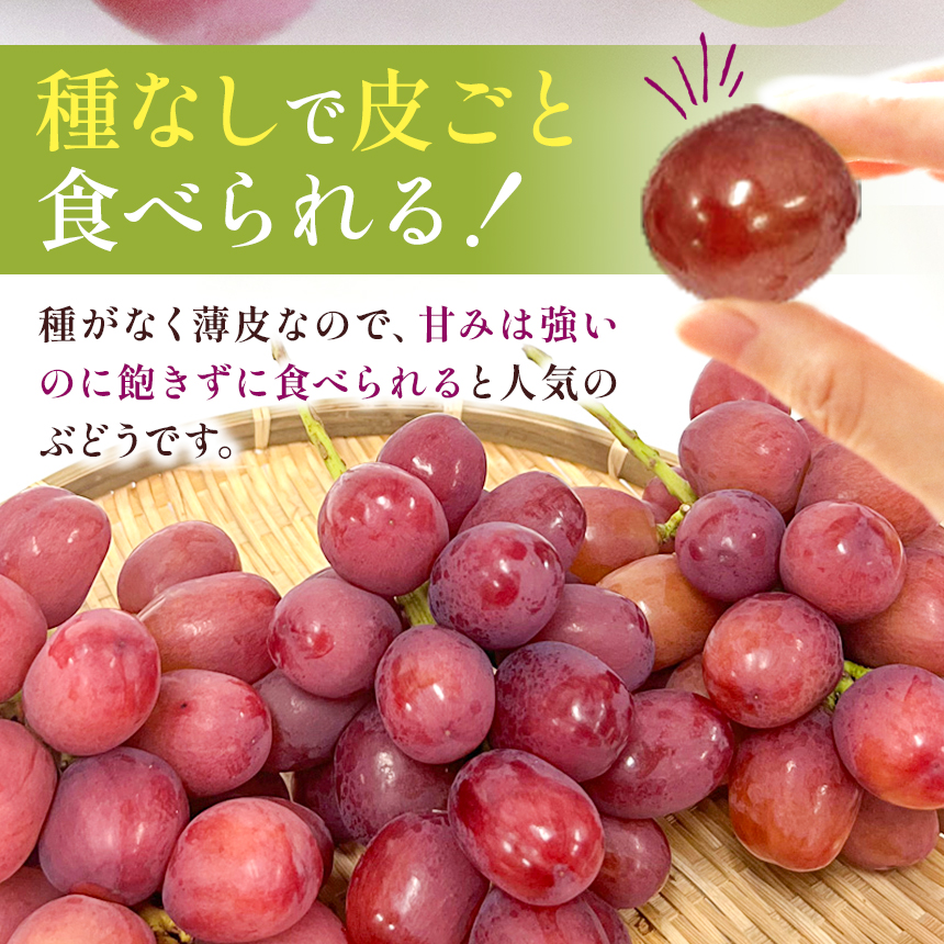 ä¿¡å·äŒé£ç£ã¶ã©ããã¯ã€ãŒã³ã«ãŒãžã¥(R) (1.5kg以äž)ïœã¶ã©ã è¡è ã¯ã€ãŒã³ã«ãŒãžã¥ çš®ãªã ã¶ã©ãé«çŽ ãã«ãŒã ã®ãã ãã«ãŒã æ¬ã®ãã«ãŒã äŒé£åž é·éçç£ ã020-49ã