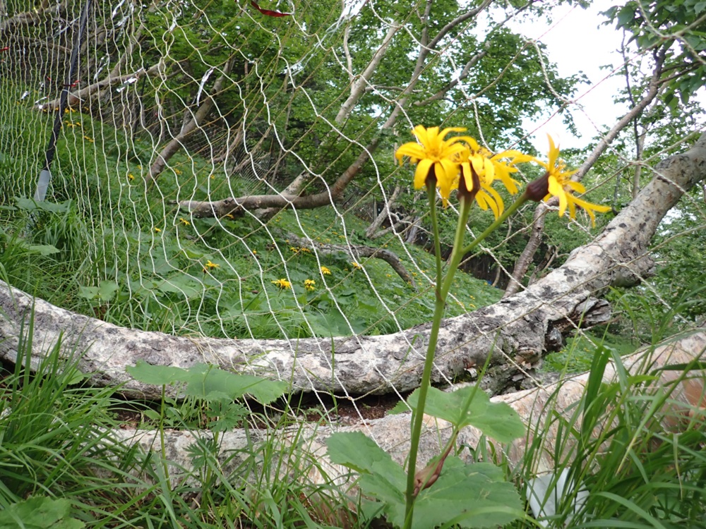 ç»å±± åã¢ã«ãã¹ãŸããéã»ç»å±±ç°å¢æŽåãžã®å¯éïŒç»å±±è
åå蚌1æïŒ10äžå | ç»å±± ç°å¢ æŽå ç»å±±æå¥œå®¶ 蚌 山岳 ã¢ã«ãã¹ åã¢ã«ãã¹ å®ããã ä¿¡å· é·é äŒé£ ã100-11ã