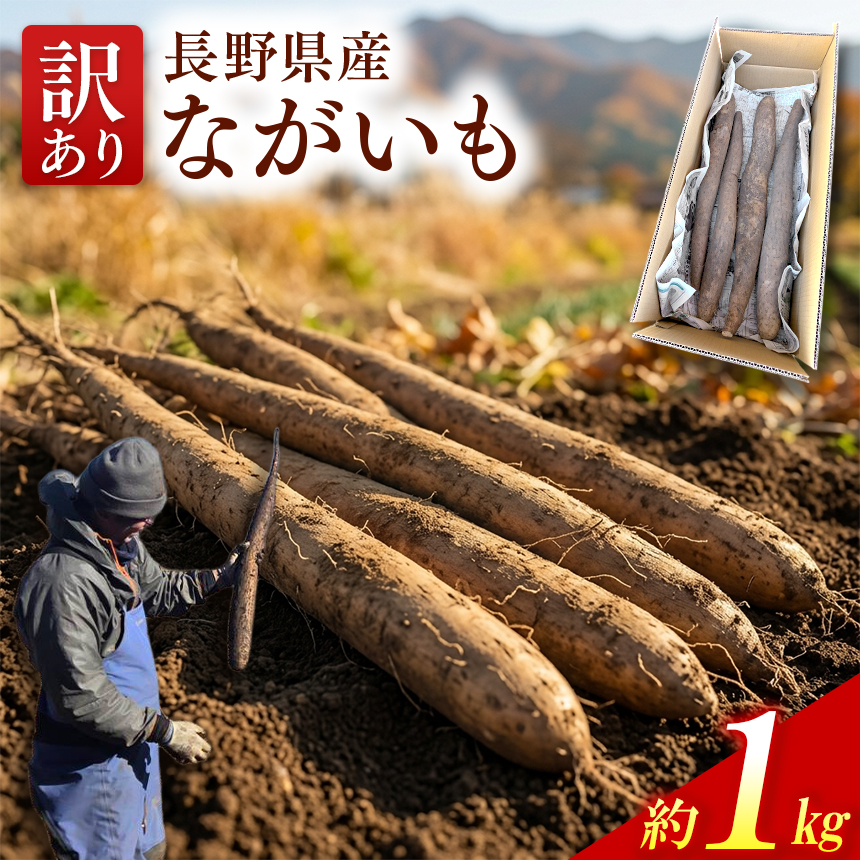 ながいも 訳あり 信州 伊那産 ながいも 約5kg 規格外 家庭用 自家用 訳あり 長芋 みのる農園 ｜ 野菜 とろろ とろろ芋 浅漬け サラダ 伊那 長野 信州 【013-64】