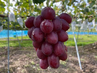 【2026年先行予約】信州伊那産ぶどう３種食べ比べセット（約1.5kg）シャインマスカット　クイーンルージュ(R)　雄宝｜ぶどう ぶどう詰合せ 葡萄 セット ぶどう食べ比べ 2種セット シャインマスカット クイーンルージュ 雄宝 種なし ぶどう高級 フルーツ ギフト フルーツ 旬のフルーツ 伊那市 長野県産 【024-18】