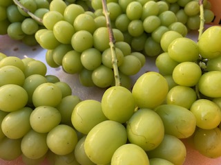 信州伊那産ぶどう　シャインマスカット（1.5kg）｜ぶどう 葡萄  シャインマスカット 種なし ぶどうフルーツ ギフト フルーツ 旬のフルーツ 伊那市 長野県産 【015-42】