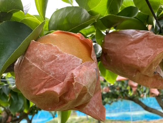 梚 åæ°Ž ã æ°ééå® ãã¬ããïŒã·ã£ãïŒãžã¥ã¯ãŒïŒãšçãã åæ°Ž æ¢š çŽ5ãã | æç© ãã«ãŒã 梚 ãã· åæ°Ž ãªããã æ©çåçš® é·éç äŒé£åž ã013-15ã