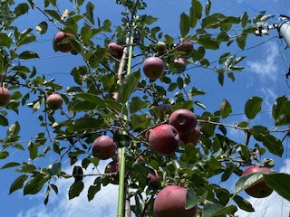 りんご シナノリップ 信州産の夏りんご 美味しさNO.1 さわやかな酸味 シナノリップ 約4kg | 果物 フルーツ 林檎 りんご シナノリップ 長野県 オリジナル 品種 伊那市 【012-64】