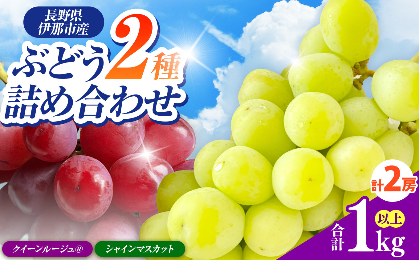 信州伊那産ぶどう2種食べ比べセット(1.0kg以上)シャインマスカット クイーンルージュ(R)|ぶどう ぶどう詰合せ 葡萄 セット ぶどう食べ比べ 2種セット シャインマスカット クイーンルージュ 種なし ぶどう高級 フルーツ ギフト フルーツ 旬のフルーツ 伊那市 長野県産 [013-46]