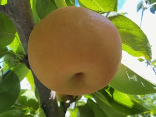 梚 åæ°Ž ã æ°ééå® ãã¬ããïŒã·ã£ãïŒãžã¥ã¯ãŒïŒãšçãã åæ°Ž æ¢š çŽ5ãã | æç© ãã«ãŒã 梚 ãã· åæ°Ž ãªããã æ©çåçš® é·éç äŒé£åž ã013-15ã