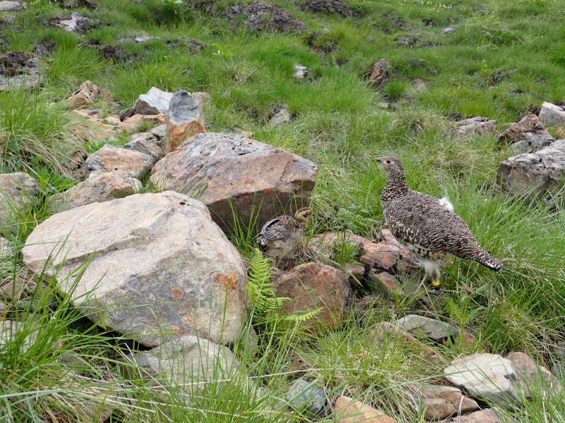 ç»å±± åã¢ã«ãã¹ãŸããéã»ç»å±±ç°å¢æŽåãžã®å¯éïŒç»å±±è
åå蚌1æïŒ1äžå | ç»å±± ç°å¢ æŽå ç»å±±æå¥œå®¶ 蚌 山岳 ã¢ã«ãã¹ åã¢ã«ãã¹ å®ããã ä¿¡å· é·é äŒé£ ã010-c0ã