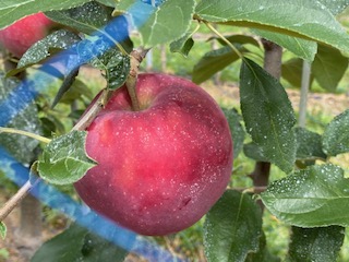 りんご シナノリップ 信州産の夏りんご 美味しさNO.1 さわやかな酸味 シナノリップ 約4kg | 果物 フルーツ 林檎 りんご シナノリップ 長野県 オリジナル 品種 伊那市 【012-64】