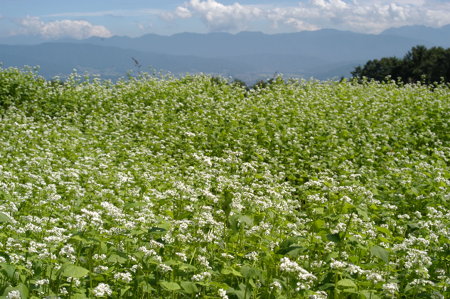 信州駒ヶ根産「生そば（5人前、つゆ付）」＆「生七味」セット